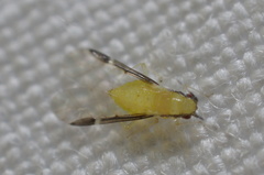 Monellia caryella