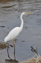 Ardea alba