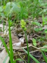 Carex cephaloidea