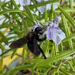 Xylocopa violacea