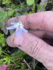 Viola langloisii