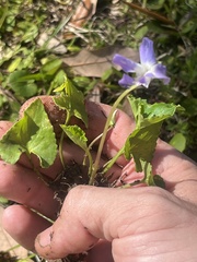 Viola langloisii