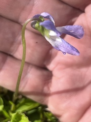 Viola langloisii