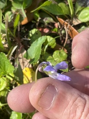 Viola langloisii