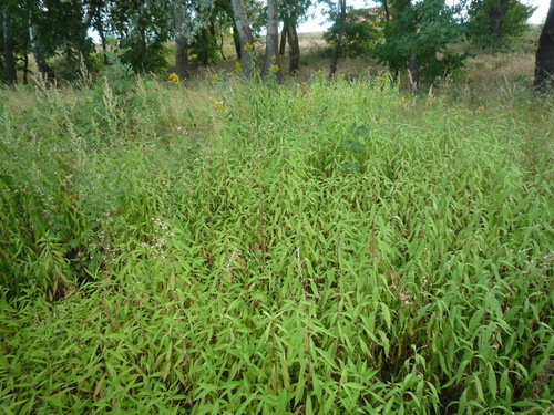 Solidago gigantea