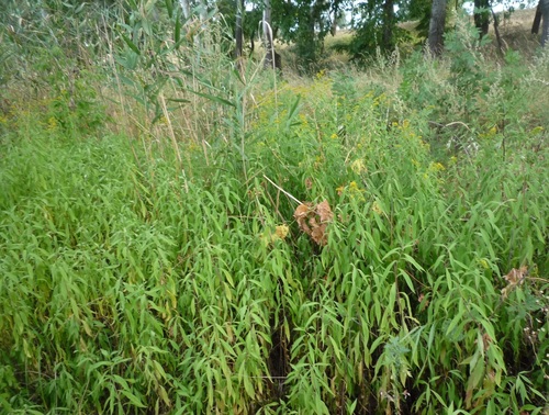 Solidago gigantea