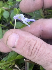 Viola langloisii