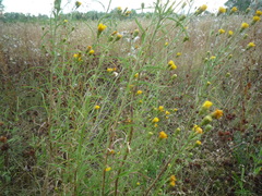 Hieracium umbellatum filifolium