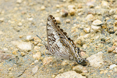 Charaxes achaemenes achaemenes