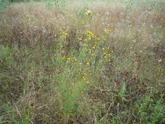 Hieracium umbellatum filifolium