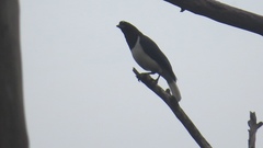 Cyanocorax cristatellus