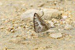 Charaxes achaemenes achaemenes