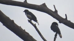 Cyanocorax cristatellus