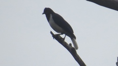 Cyanocorax cristatellus