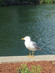Larus delawarensis