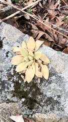 Micranthes virginiensis