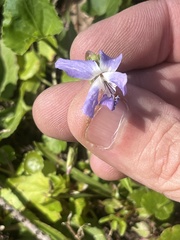 Viola langloisii