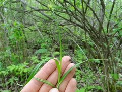 Carex cephaloidea