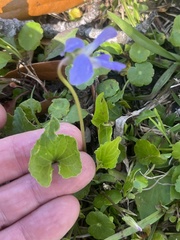 Viola langloisii
