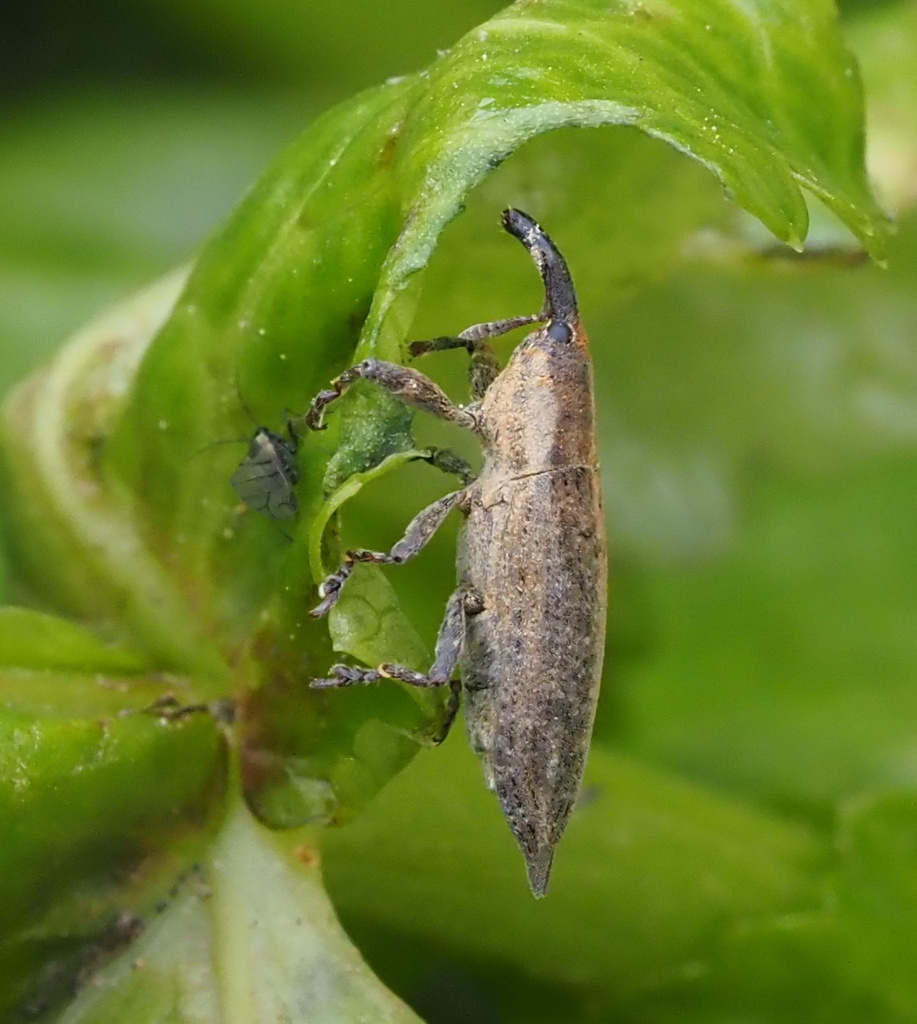 Lixus mucronatus