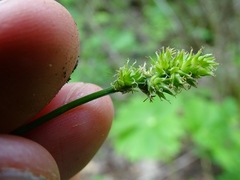 Carex cephaloidea