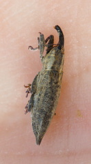 Lixus mucronatus