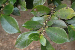 Eurya japonica