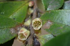 Eurya japonica