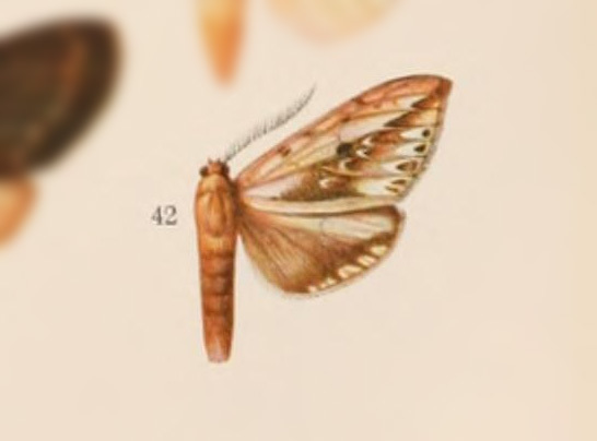 Leucanopsis hoffmannsi