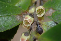 Eurya japonica