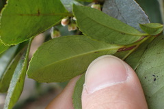Eurya japonica