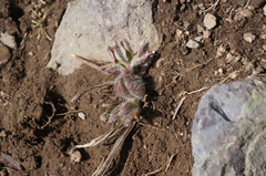 Pulsatilla chinensis