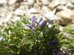 Polygala salasiana