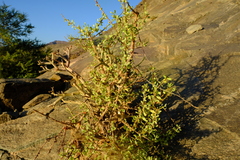 Portulacaria fruticulosa
