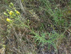 Hieracium umbellatum filifolium