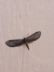 Glaucina erroraria