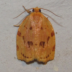 Archips rileyana