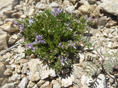 Polygala salasiana