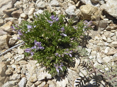 Polygala salasiana