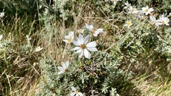Chiliotrichum