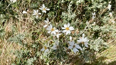 Chiliotrichum