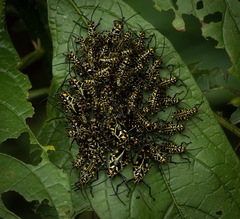 Chromacris psittacus