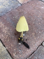 Leucocoprinus birnbaumii image