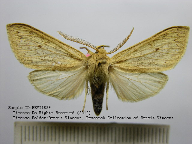 Leucanopsis huacina