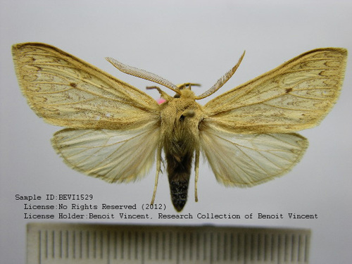Leucanopsis huacina