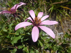 Mutisia oligodon