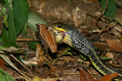 Pseudoxyrhophiidae