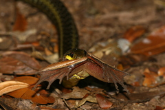 Pseudoxyrhophiidae