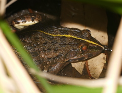 Hoplobatrachus crassus