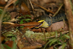 Pseudoxyrhophiidae
